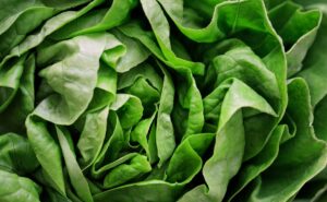 Fresh lettuce and salad greens — cyclospora outbreak prevention