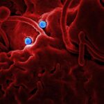 Microscopic image of coronavirus particles