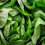 Fresh green iceberg lettuce leaves