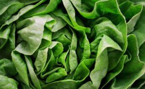 Fresh green iceberg lettuce leaves