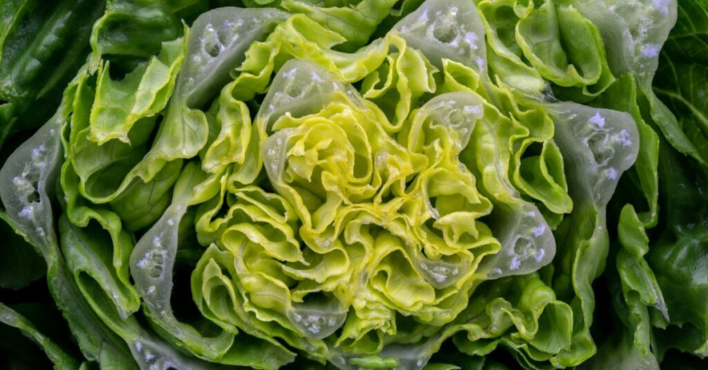 Fresh iceberg lettuce leaves — cyclospora outbreak 2026 was linked to processed iceberg lettuce from central Mexico