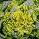 Fresh iceberg lettuce leaves — cyclospora outbreak 2026 was linked to processed iceberg lettuce from central Mexico