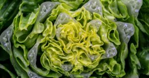 Fresh iceberg lettuce leaves — cyclospora outbreak 2026 was linked to processed iceberg lettuce from central Mexico